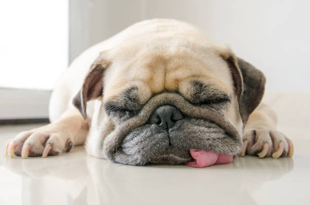 Should I Give My Dog Antihistamines?
