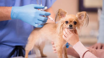 A dog is being vaccinated