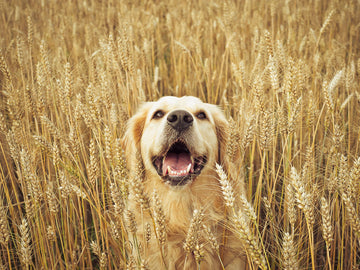 A dog in the wheat field