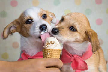 A dog with an ice cream