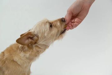Feeding the Dog