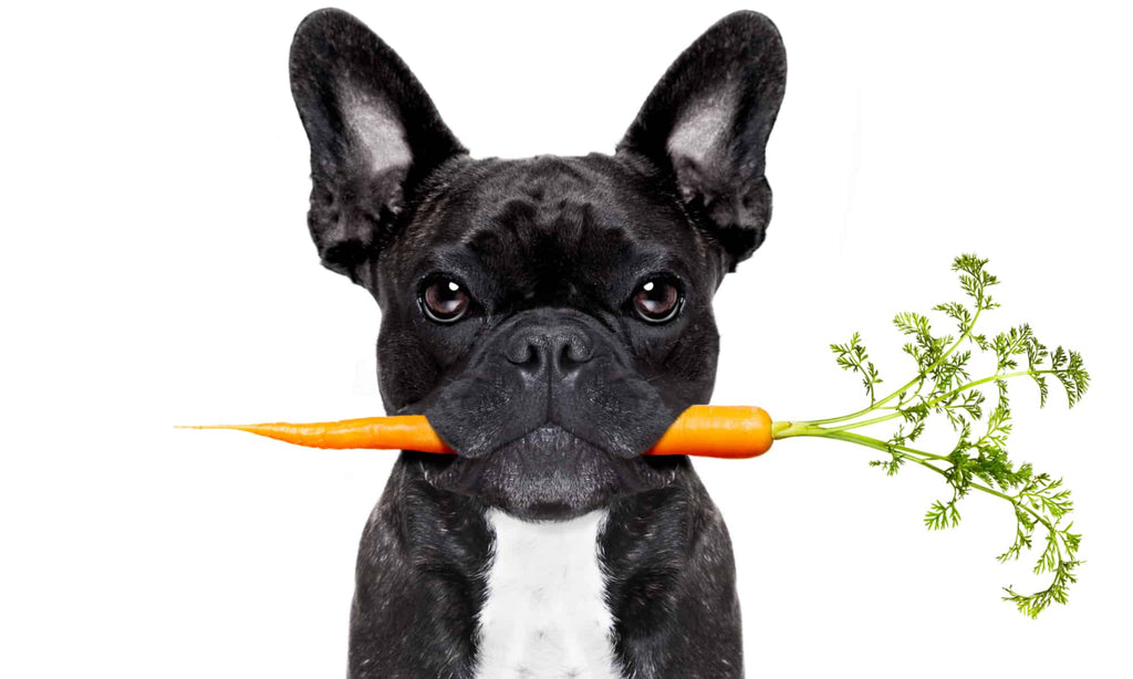 Can My Dog Eat Carrots? Crunching the Facts on Canine Vegetable Consumption