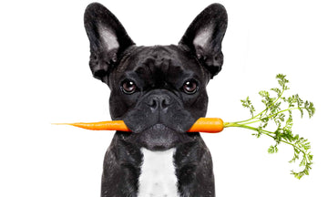 French bulldog with carrots in its mouth