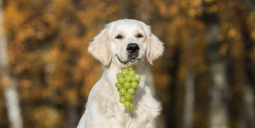 golden retriever holding grapes