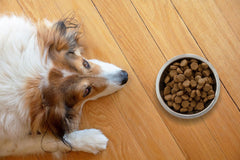 Is Grain-Free Dog Food Better for Allergies?