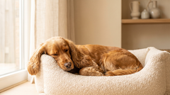 The Honest Guide to Calming an Anxious Dog