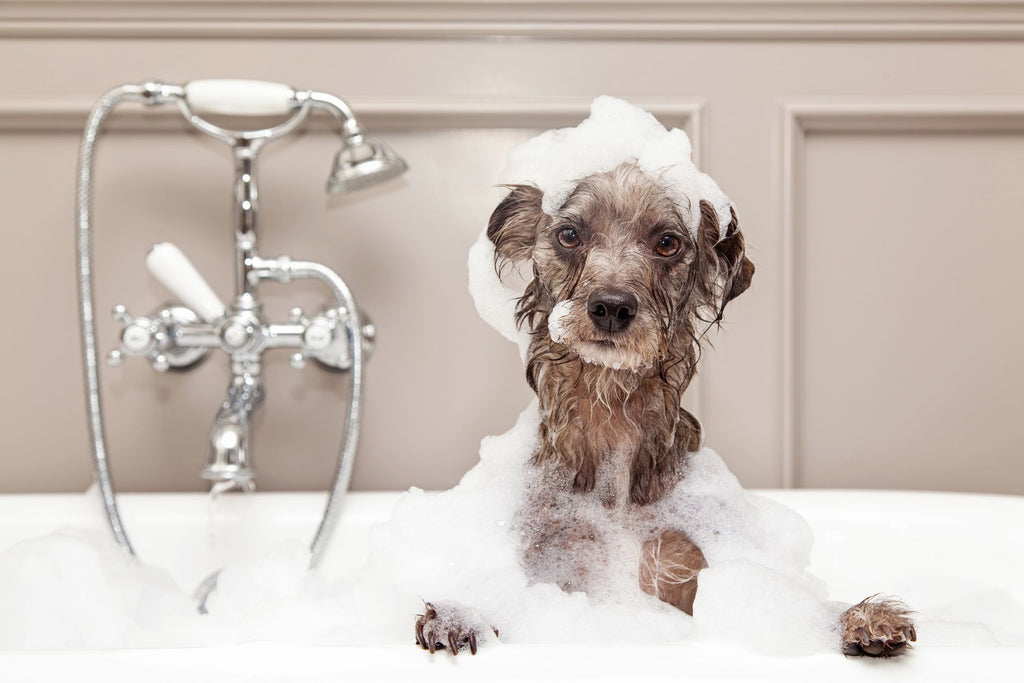 How Often Should I Bathe My Dog?