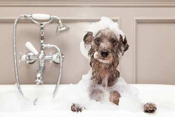 Dog bathe