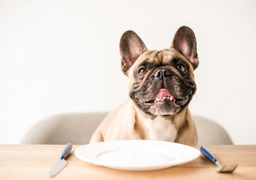 A dog waiting for the food