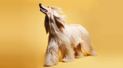 How to Improve Your Dog's Coat Health