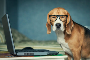 A dog with glasses and a laptop 