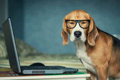 What are Common Myths About Dog Health? Dispelling Canine Confusions