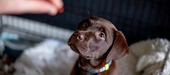 Is hypoallergenic dog food better for my dog?