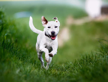 Small white dog running in field with tongue hanging out