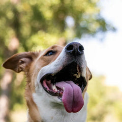 What Causes Bad Breath in Dogs?