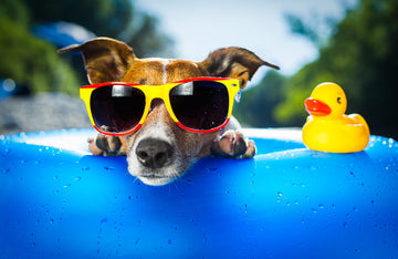 A dog in a floaters wearing sunglasses