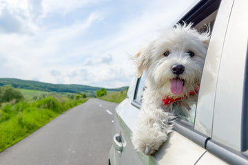 How to Travel Safely with Your Dog