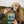 Senior golden retriever on a countryside walk