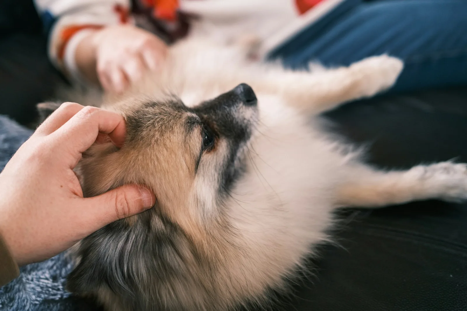 An owner gently looks through a relaxed dog's fur while the dog rests at home
