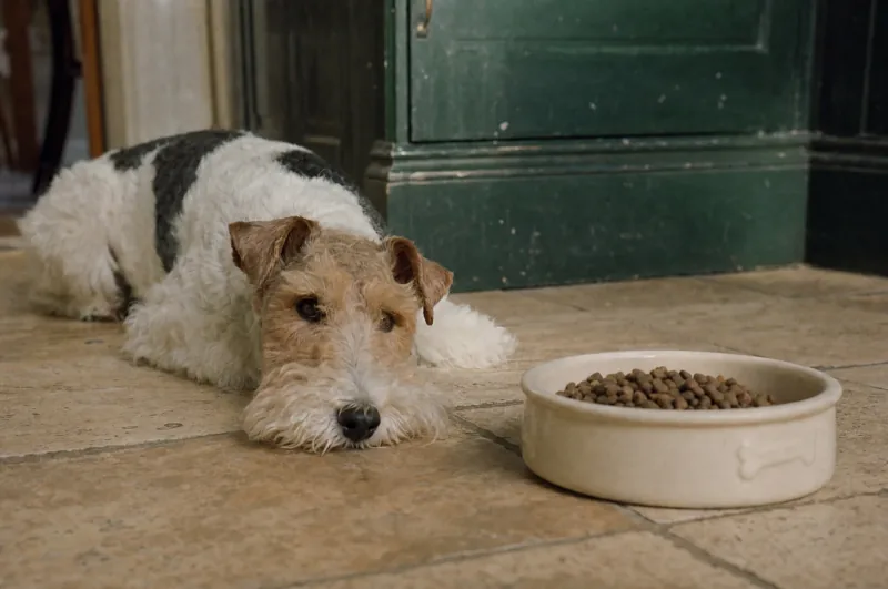 A dog turning away from an untouched bowl of food