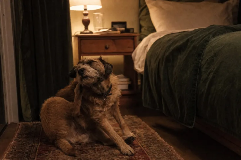 A dog waking at night and scratching