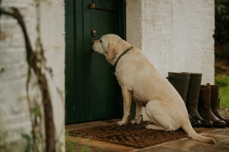 A dog waiting beside a door with its owner nearby