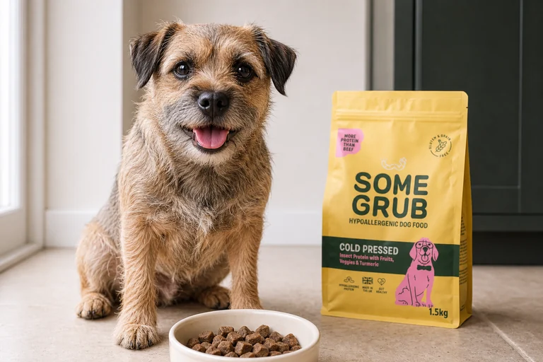 A happy border terrier looks towards you beside a yellow Some Grub food bag and a bowl of food