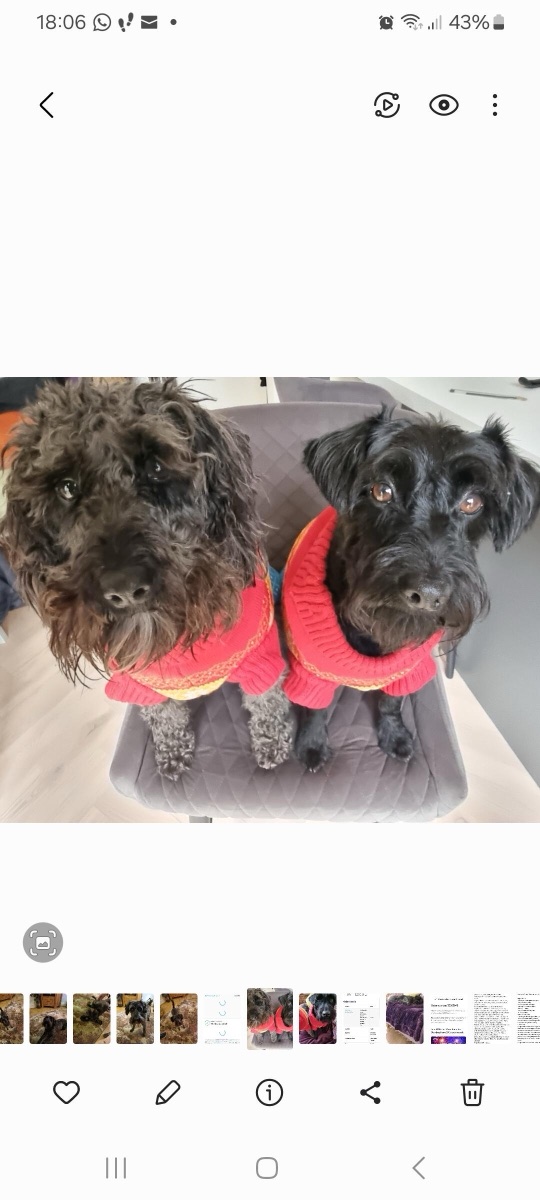 Sarah,mum to 2 schnoodles, Pippin and Merry's dog with Some Grub