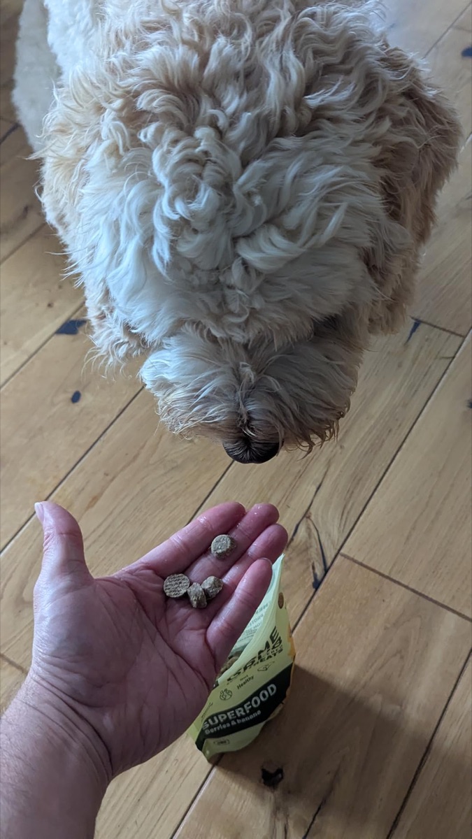 Edison's dog with Some Grub