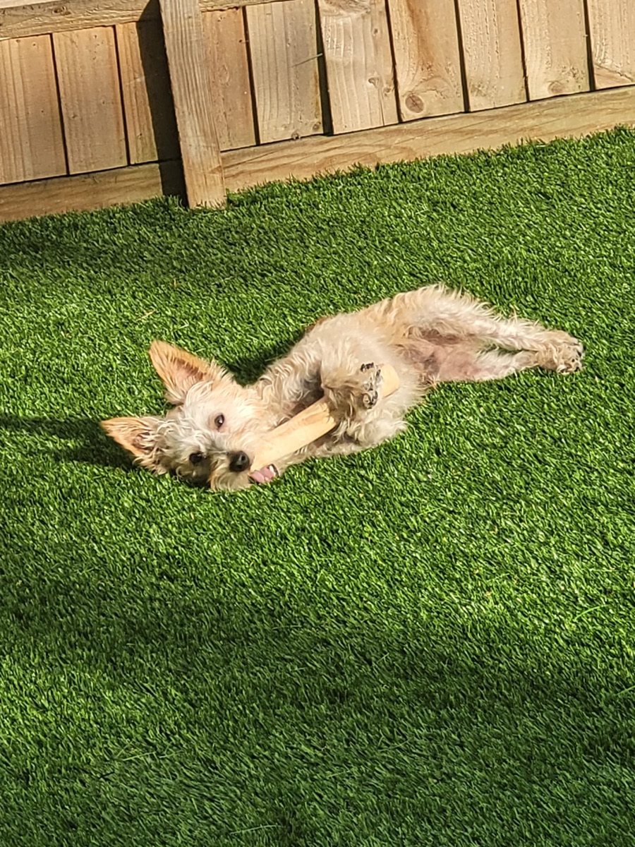 Lorraine Cook's dog with Some Grub